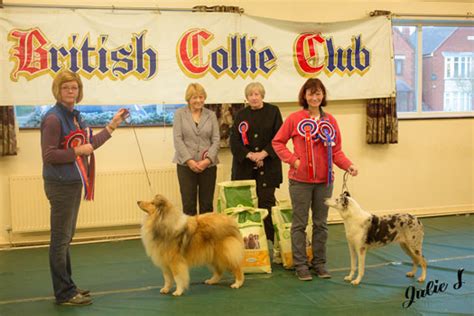 all members of the Clubs committee that have ... - British Collie Club