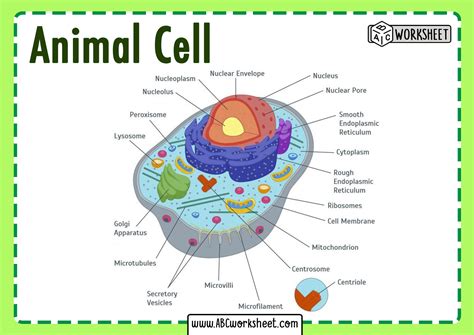 All Parts Of An Animal Cell