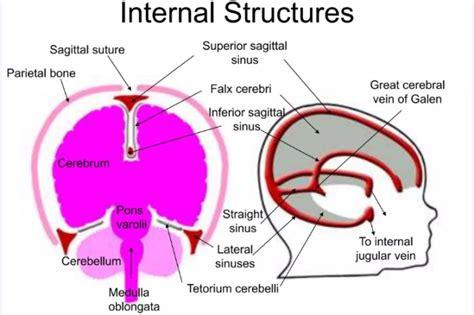 All The Internal Structures Are Suspended Floating In What Substance
