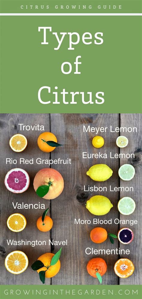 all types of citrus trees