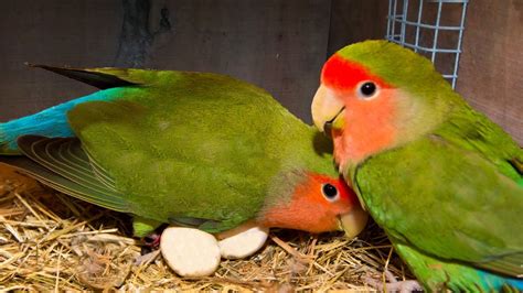 Download All About Breeding Lovebirds 