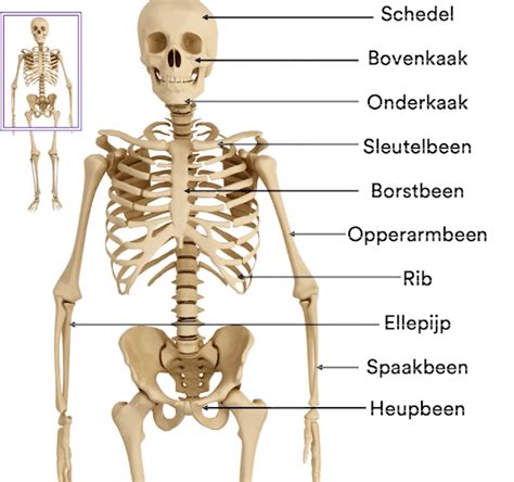 alle botten van het skelet