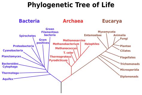 Read Allegorical Exegesis In The Tree Of Life Diagram In 