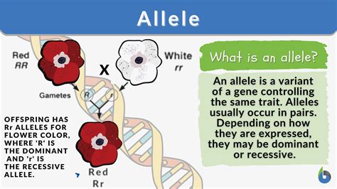 Allele