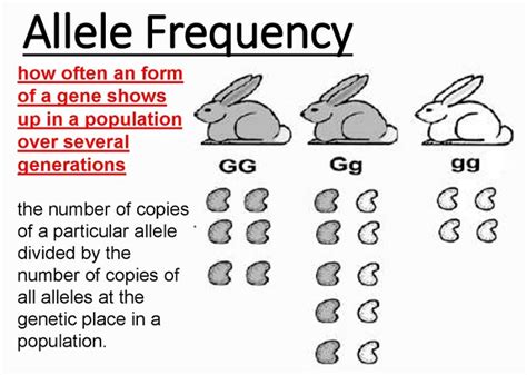 Allele Frequency Definition