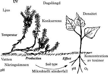 allelopatiska växter