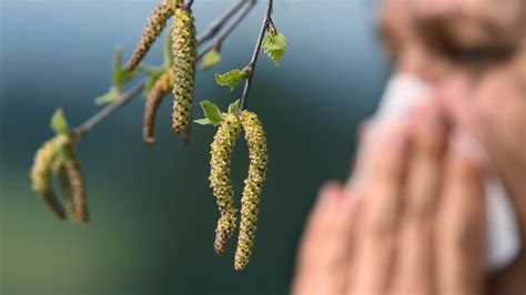 allergie auf haselpollen