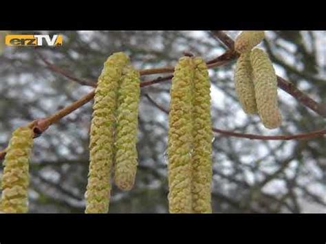 allergisch gegen erle