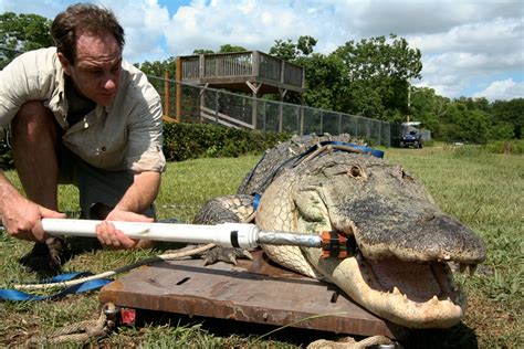 Alligator Bite Force