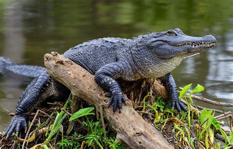 alligator florida