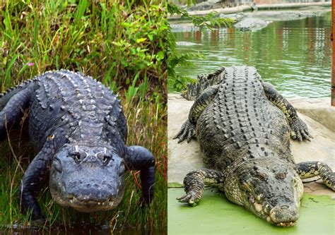 alligator và crocodile