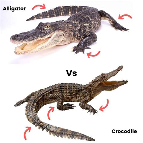 alligator vs crocodile | Alligator vs Crocodile Terbaru Pinterest