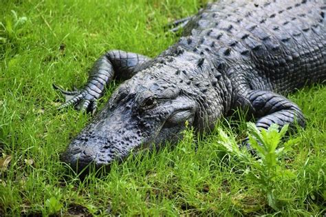 alligators in texas