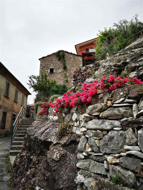 Alligna Su Muri E Rocce