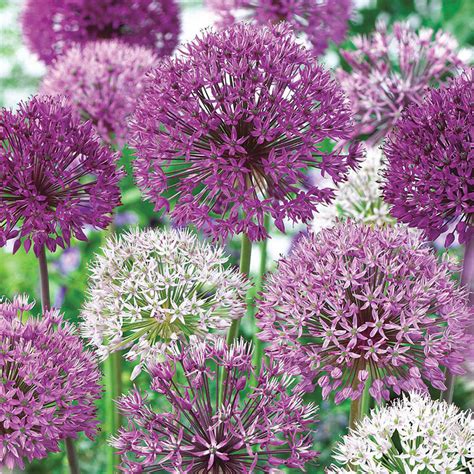 allium blomningstid