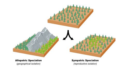 Allopatric Speciation Vs Sympatric Speciation