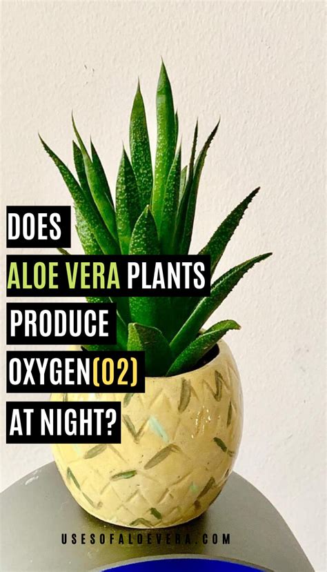 aloe plant oxygen