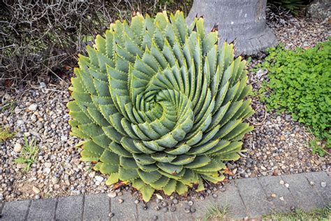 aloe polyphylla spiral aloe