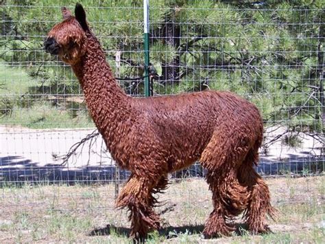 alpaca for sale Alpacas for sale, Mystic, Alpaca - Pinterest