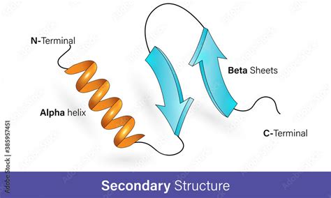 Alpha Helices And Beta Sheets
