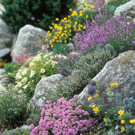 alpine garden plants