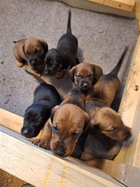 alpinsk dachsbracke til salgs