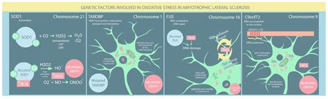 als caused by stress