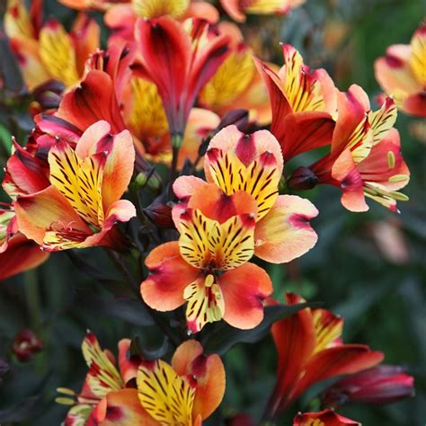 alstroemeria