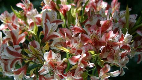 alstroemeria, flowers, bouquet (1080x2040) Resolution Wallpaper