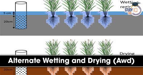 Alternate Wetting And Drying