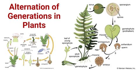 Alternation Of Generations