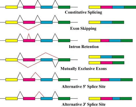 Alternative Splicing Diagram