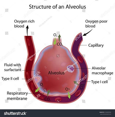 alveoli structure