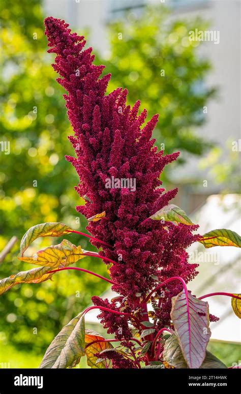 amaranth histamin