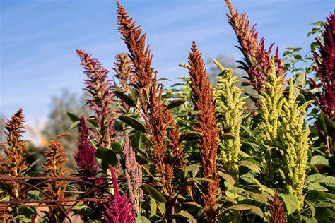 amaranth nude