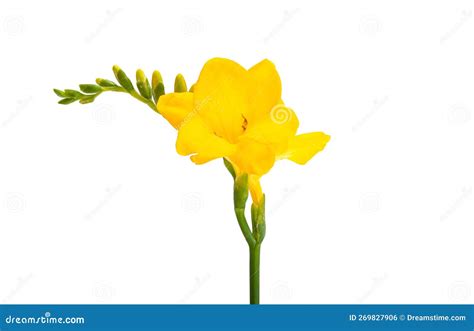Amarilla