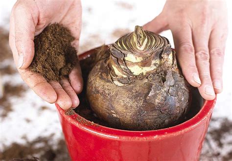 amaryllislökar plantering