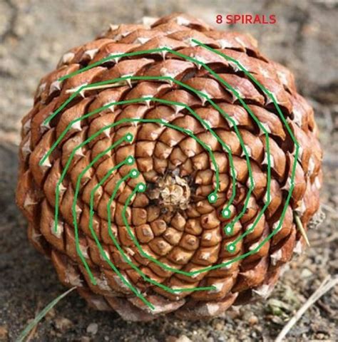Amateur Naturalist The Mathematical Symmetry Of Pine Cones Pine Cone Math - Pine Cone Math
