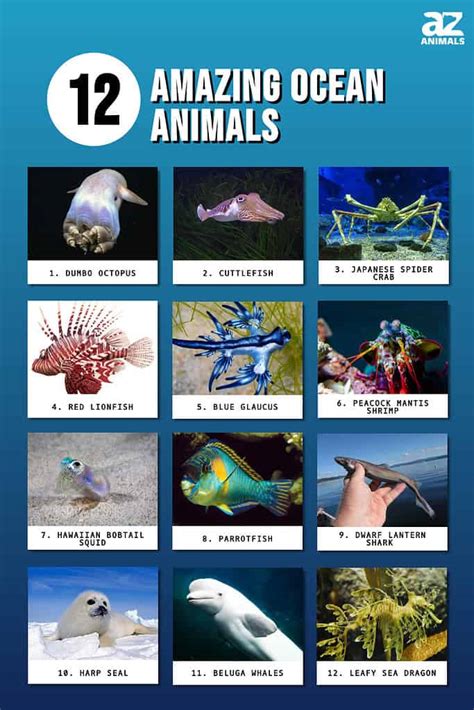 amazing animals chart