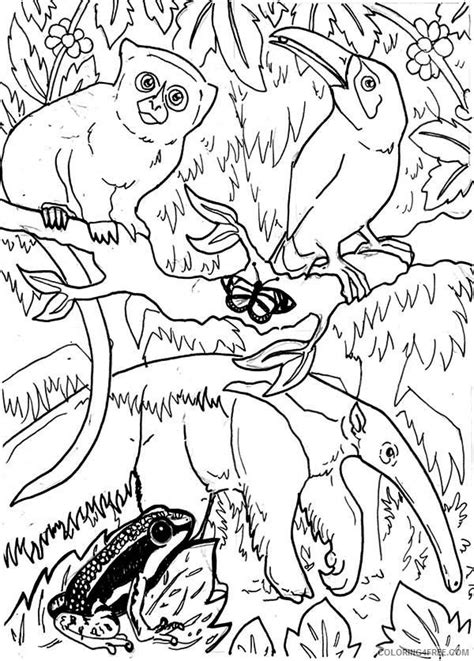 Amazon Rainforest Animals Coloring Pages Coloring4free Rainforest Animals Coloring Page - Rainforest Animals Coloring Page