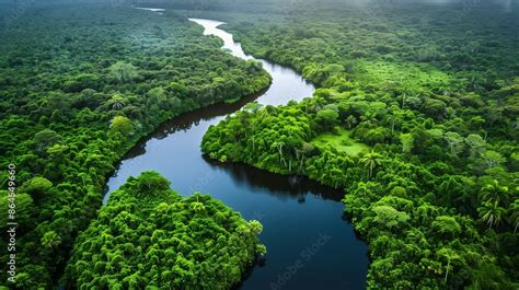 Amazon River Forest