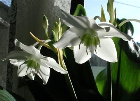 amazonlilja plantera