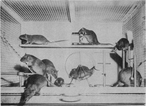 Amber Alliger S Guide To Using A Lab Rat Science Experiments - Rat Science Experiments