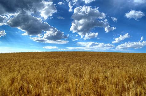 Amber Waves Of Grain