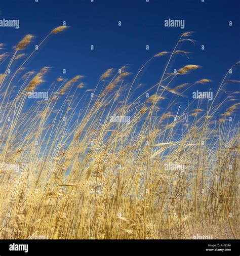 amber waves