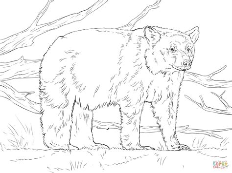American Black Bears Coloring Pages Free Coloring Pages Bear Pictures To Colour - Bear Pictures To Colour