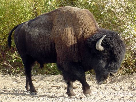 American Buffalo