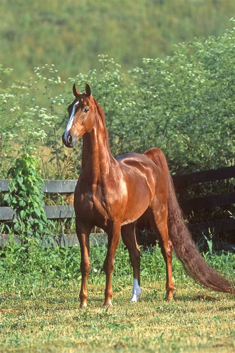American Saddlebred