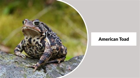 American Toad Trackplate