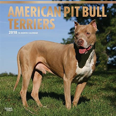 Full Download American Pit Bull Terriers 2018 12 X 12 Inch Monthly Square Wall Calendar With Foil Stamped Cover Animals Dog Breeds English French And Spanish Edition 